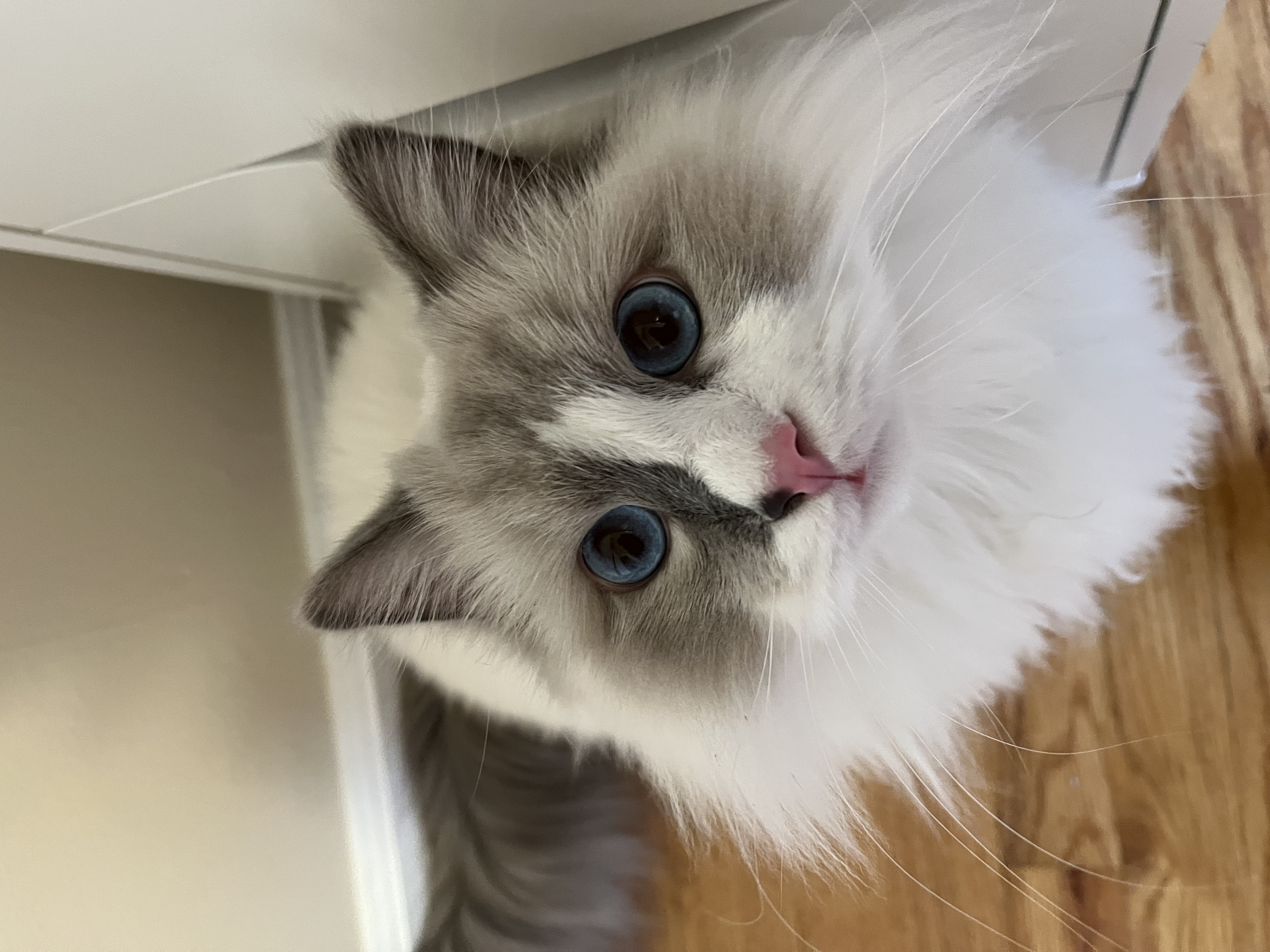 Ozy the Ragdoll